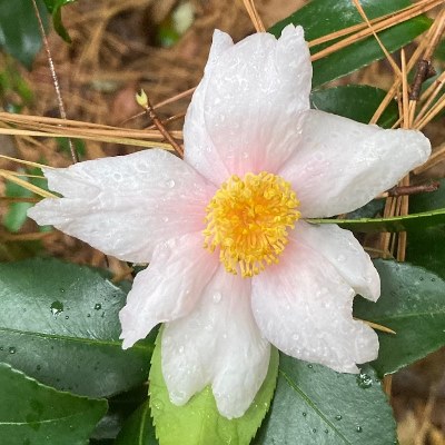 Camellia oleifera (Pink Form)